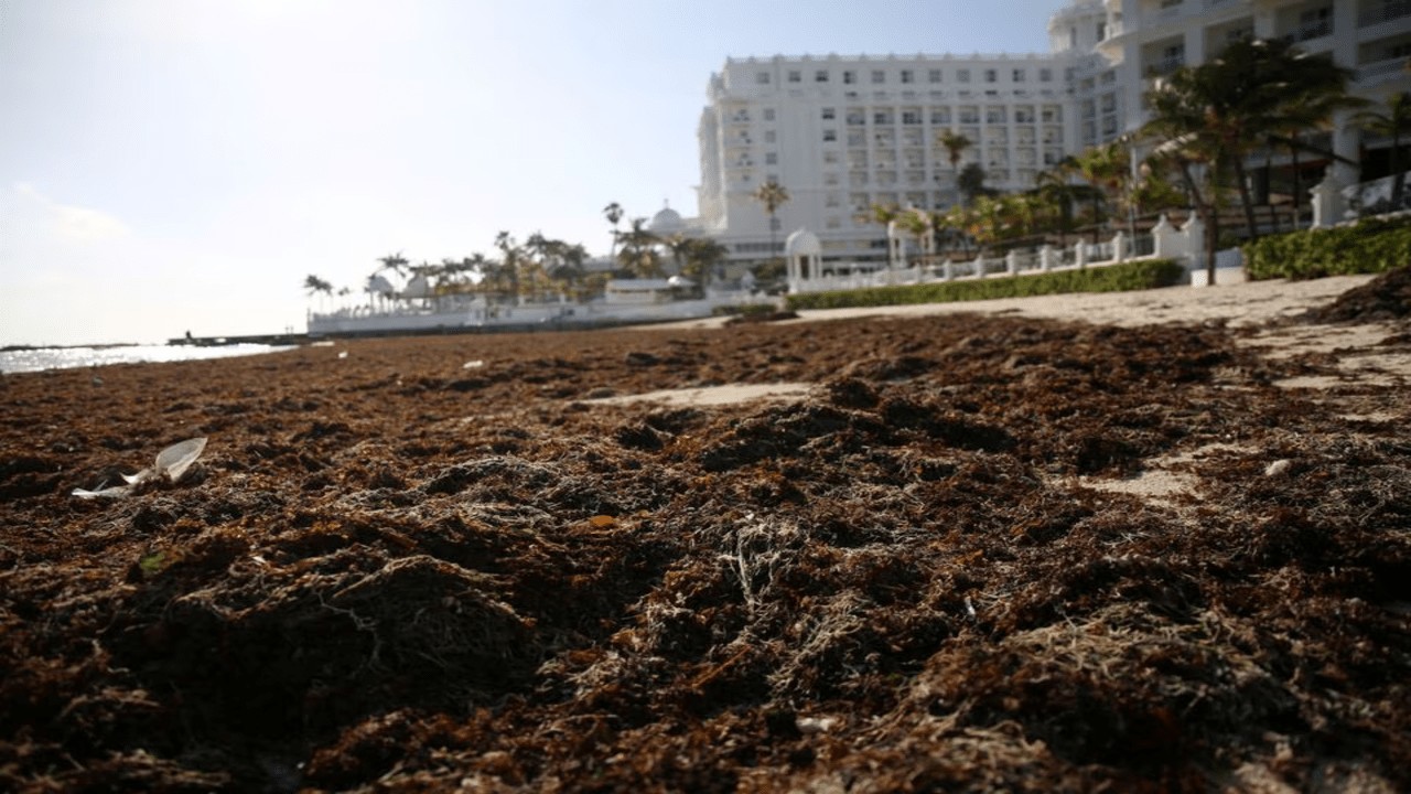 Massive seaweed blob threatens Florida, spanning twice the width of the US