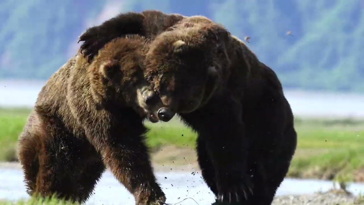 Alaskan bears fighting went viral online