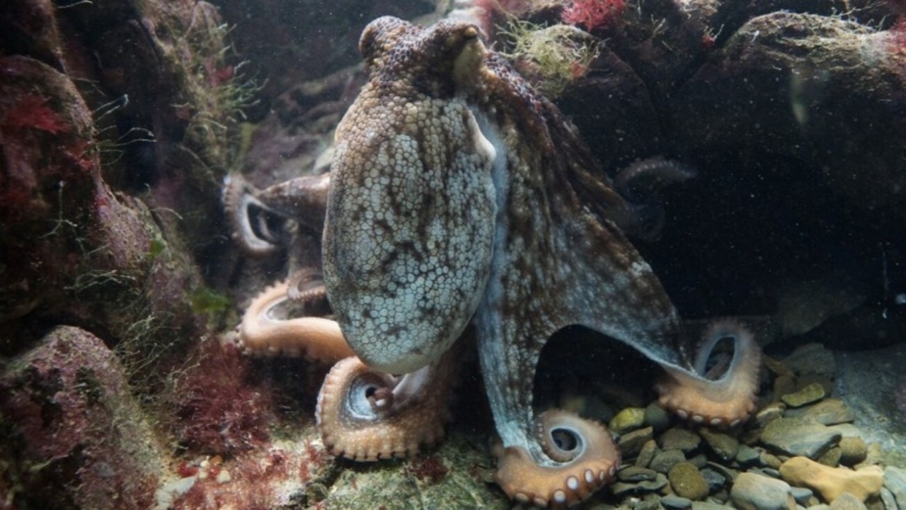 Real footage of an octopus having a nightmare