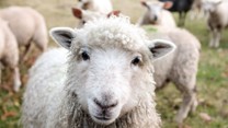 Mysterious "sheeps" in China has shaken social media