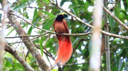Scientists rediscover lost bird which was not seen for 140 years