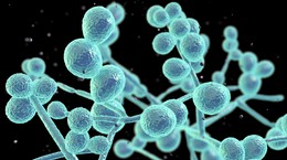 Feeling tired all the time? You might have Candida overgrowth