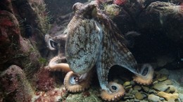 Real footage of an octopus having a nightmare
