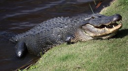 Boy survived alligator attack by punching the reptile in the head!