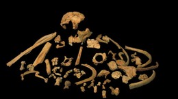 The oldest human genetic is found!