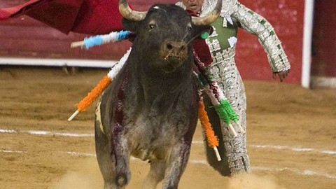 Shocking incident! Bull kills matador, here are the moments