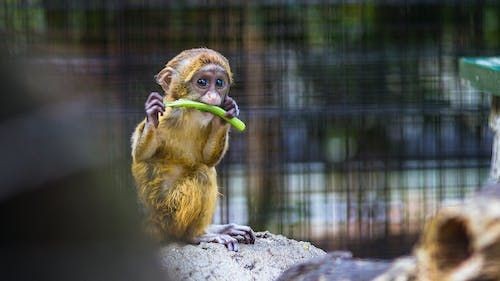 Behind the bars: 5 concerning dangers in zoos - Photo: 2