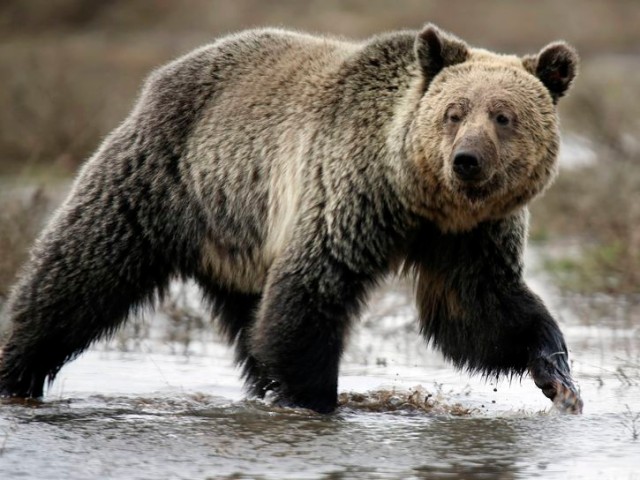 Fact or fiction: Was a biker really chased by a bear as caught on a GoPro cam? - Photo: 4