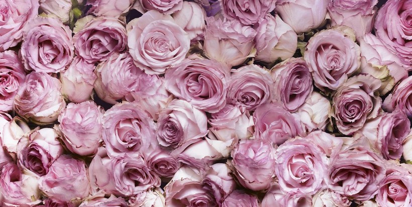 What do different rose colors mean? - Photo: 1