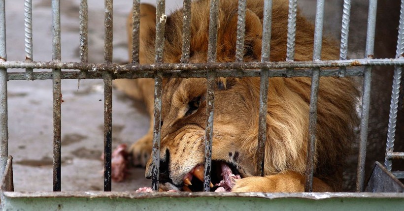 Behind the bars: 5 concerning dangers in zoos - Photo: 1