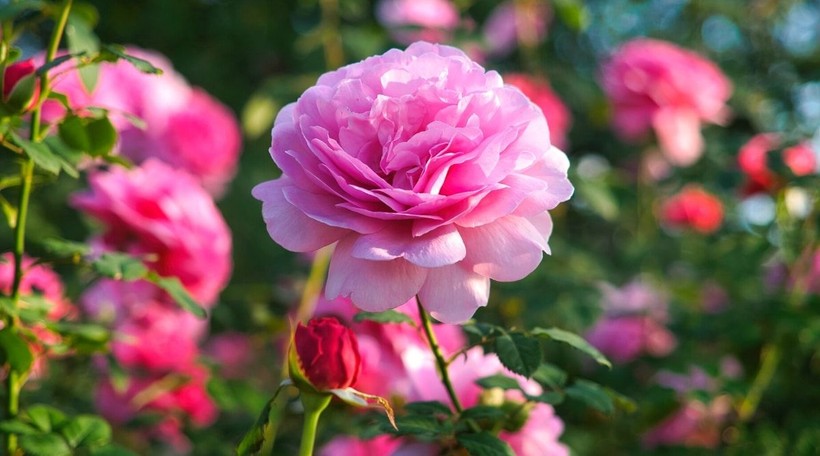 What do different rose colors mean? - Photo: 4