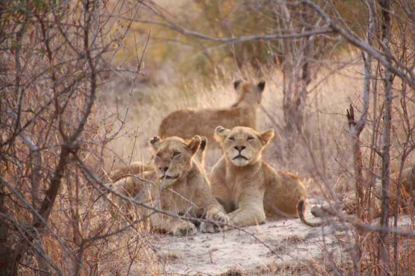 5 fascinating discoveries about animal behavior - Photo: 3