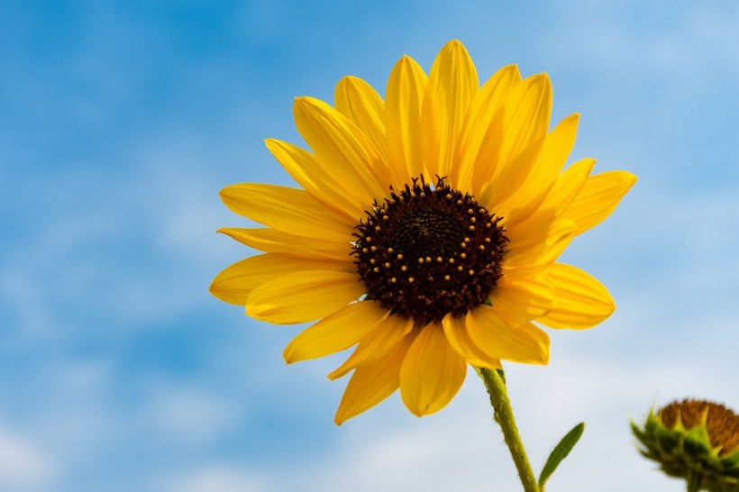 Unveiling the meanings behind 5 beautiful flowers - Photo: 4