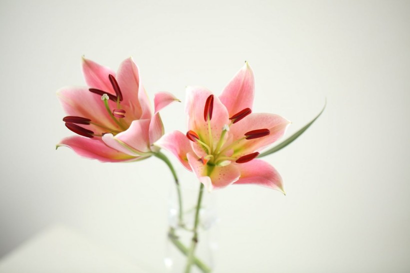 Unveiling the meanings behind 5 beautiful flowers - Photo: 3