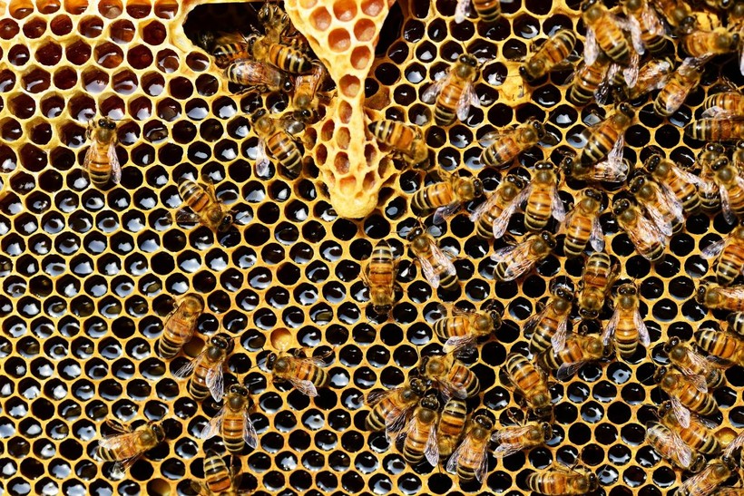 How to to use propolis to get the most benefit - Photo: 2