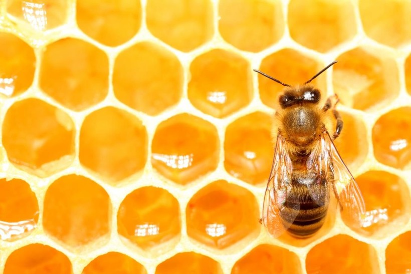 How to to use propolis to get the most benefit - Photo: 3