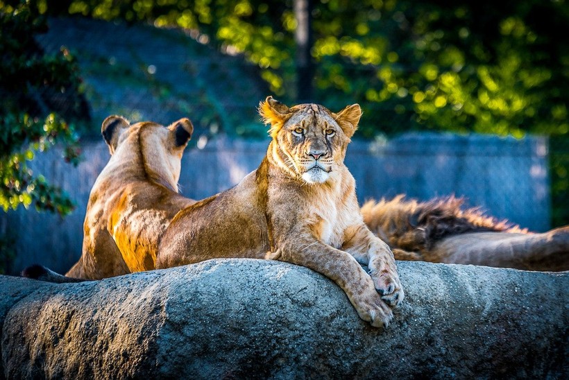 Behind the bars: 5 concerning dangers in zoos - Photo: 4