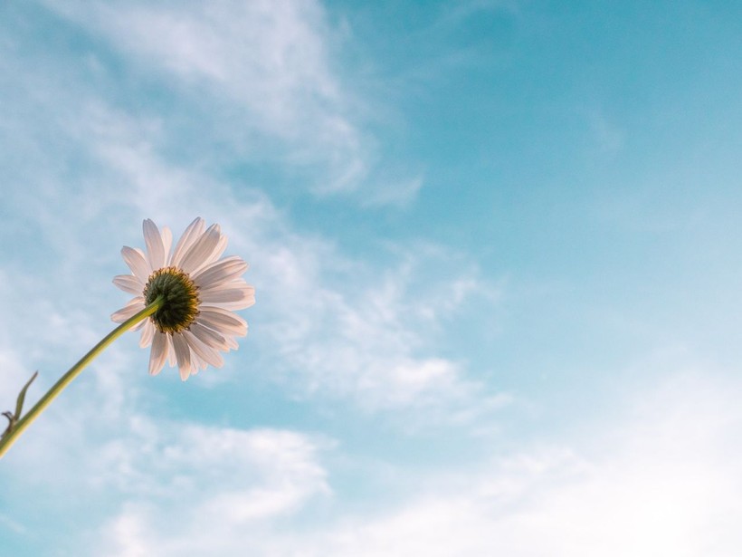 Unveiling the meanings behind 5 beautiful flowers - Photo: 1