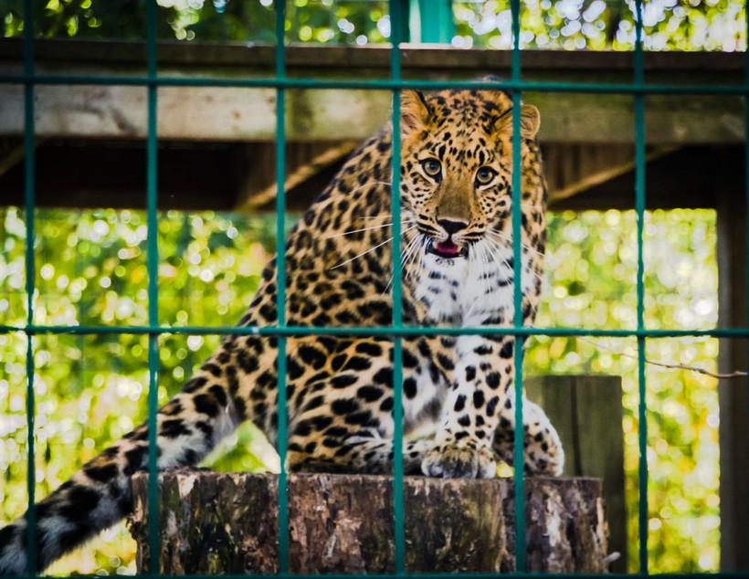 Behind the bars: 5 concerning dangers in zoos - Photo: 3