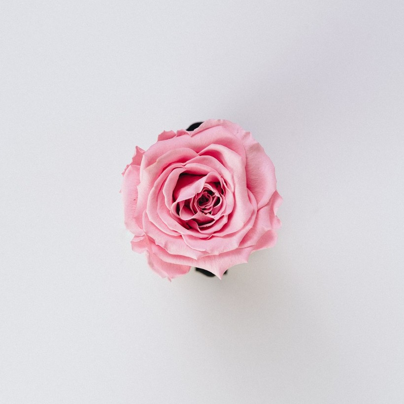 Unveiling the meanings behind 5 beautiful flowers - Photo: 2